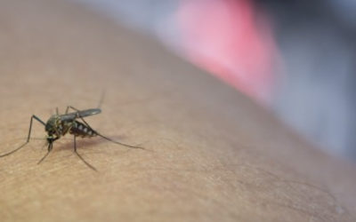 Comment se protéger naturellement des moustiques ?