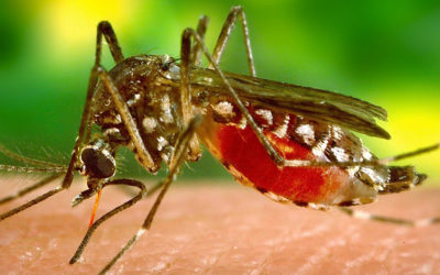 Huile Ultime Secours anti-moustiques