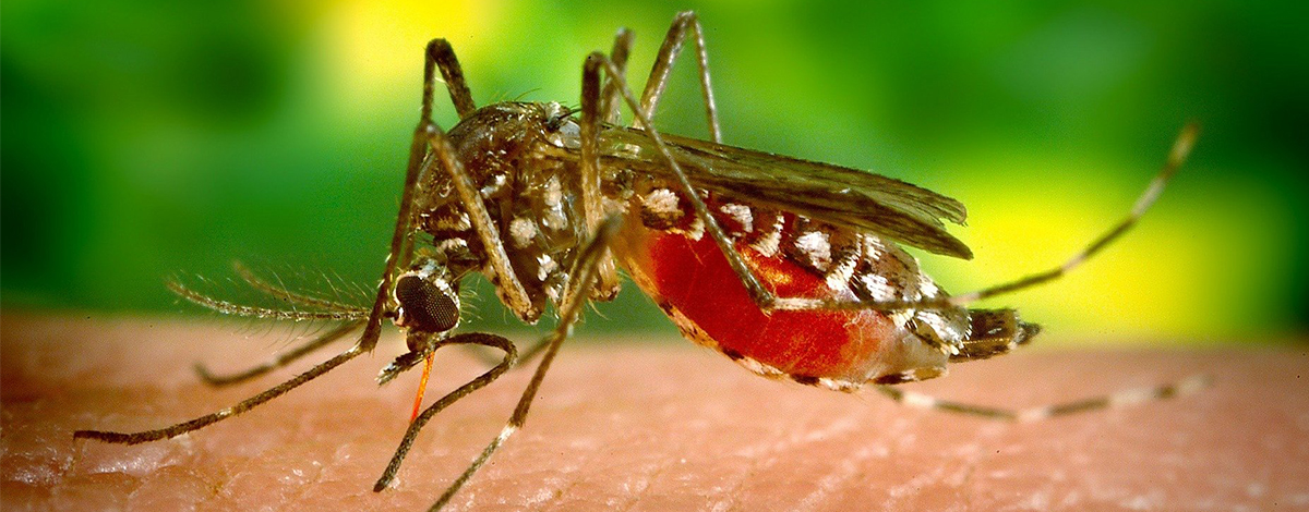 protocole alternatif naturel dengue